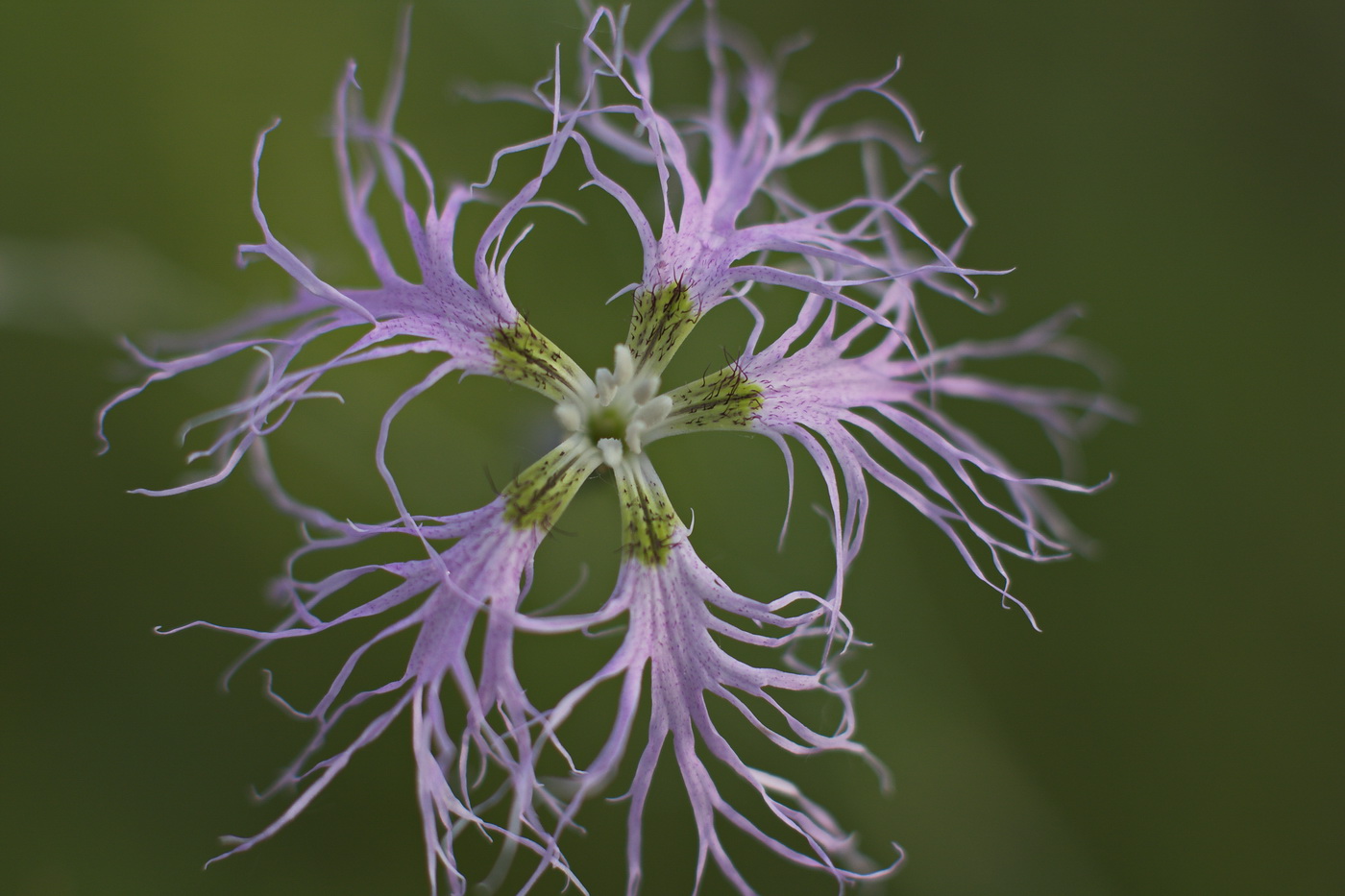 Image of Dianthus superbus specimen.