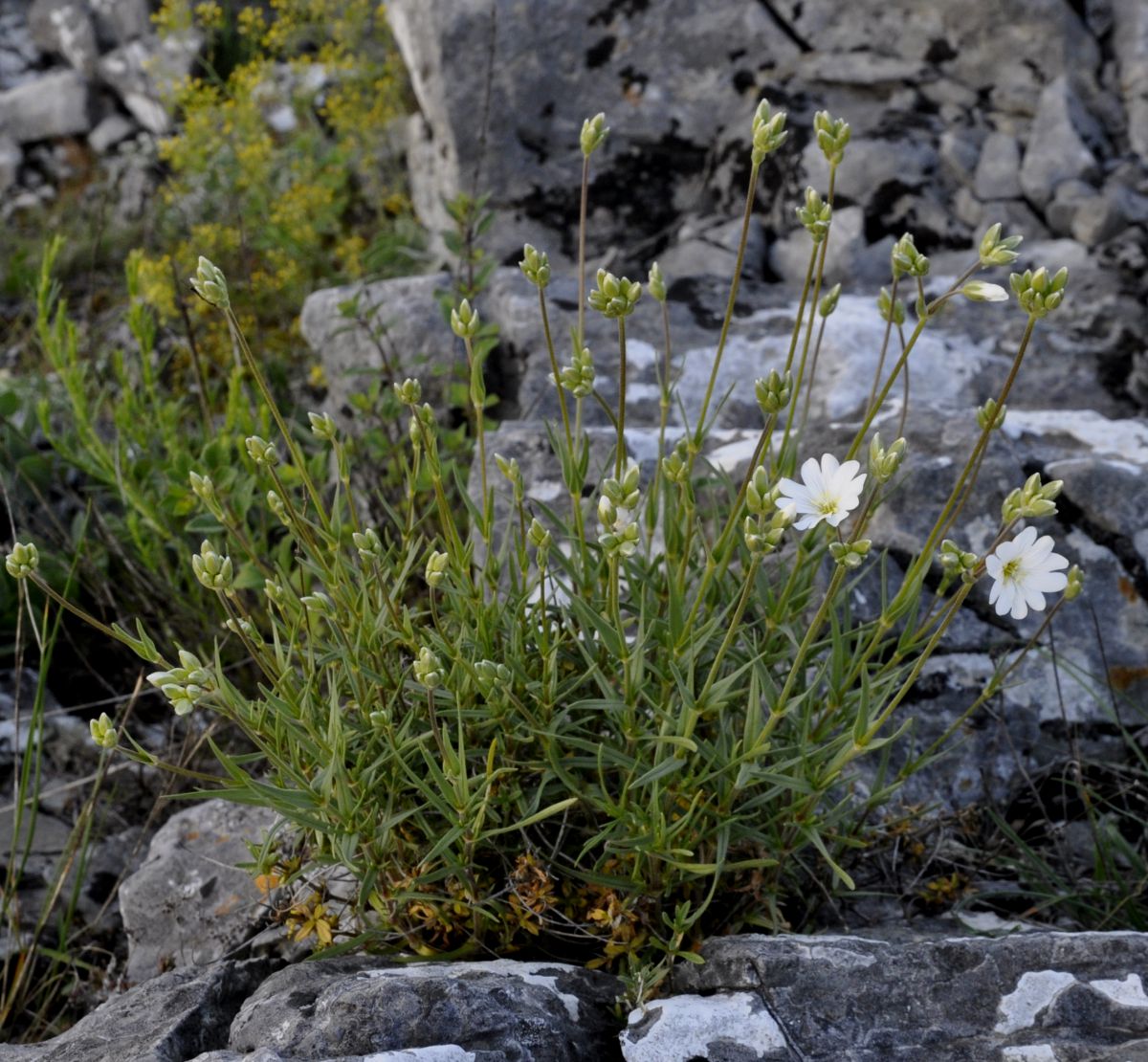 Изображение особи Cerastium banaticum.