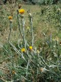 Centaurea solstitialis