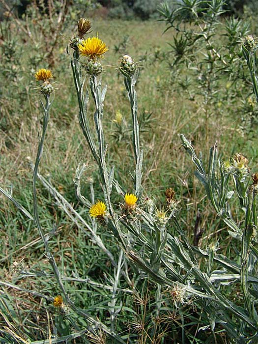 Image of Centaurea solstitialis specimen.
