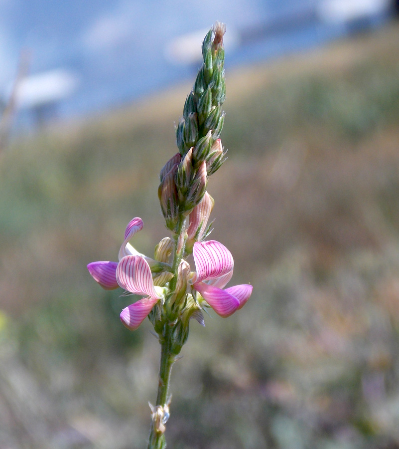 Image of Onobrychis viciifolia specimen.