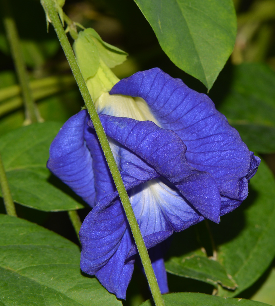 Image of Clitoria ternatea specimen.