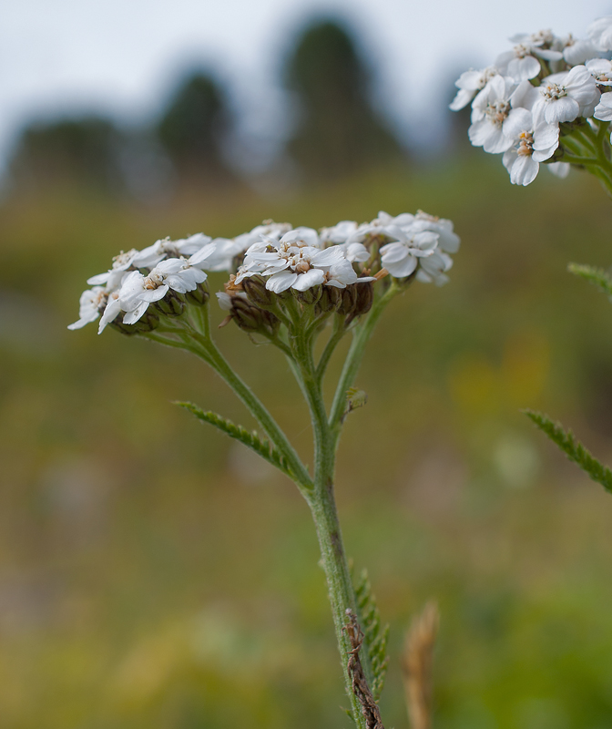 Изображение особи Achillea schmakovii.