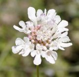 Scabiosa balcanica