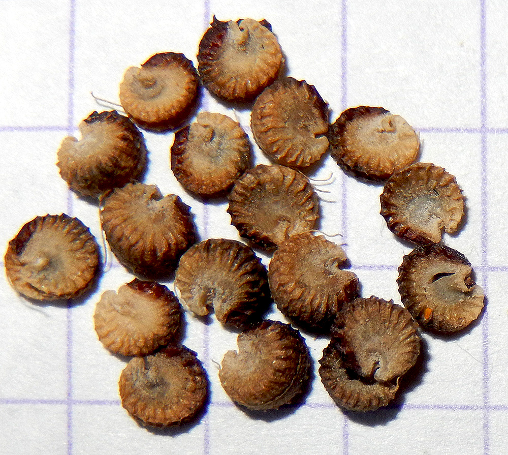 Image of Althaea cannabina specimen.