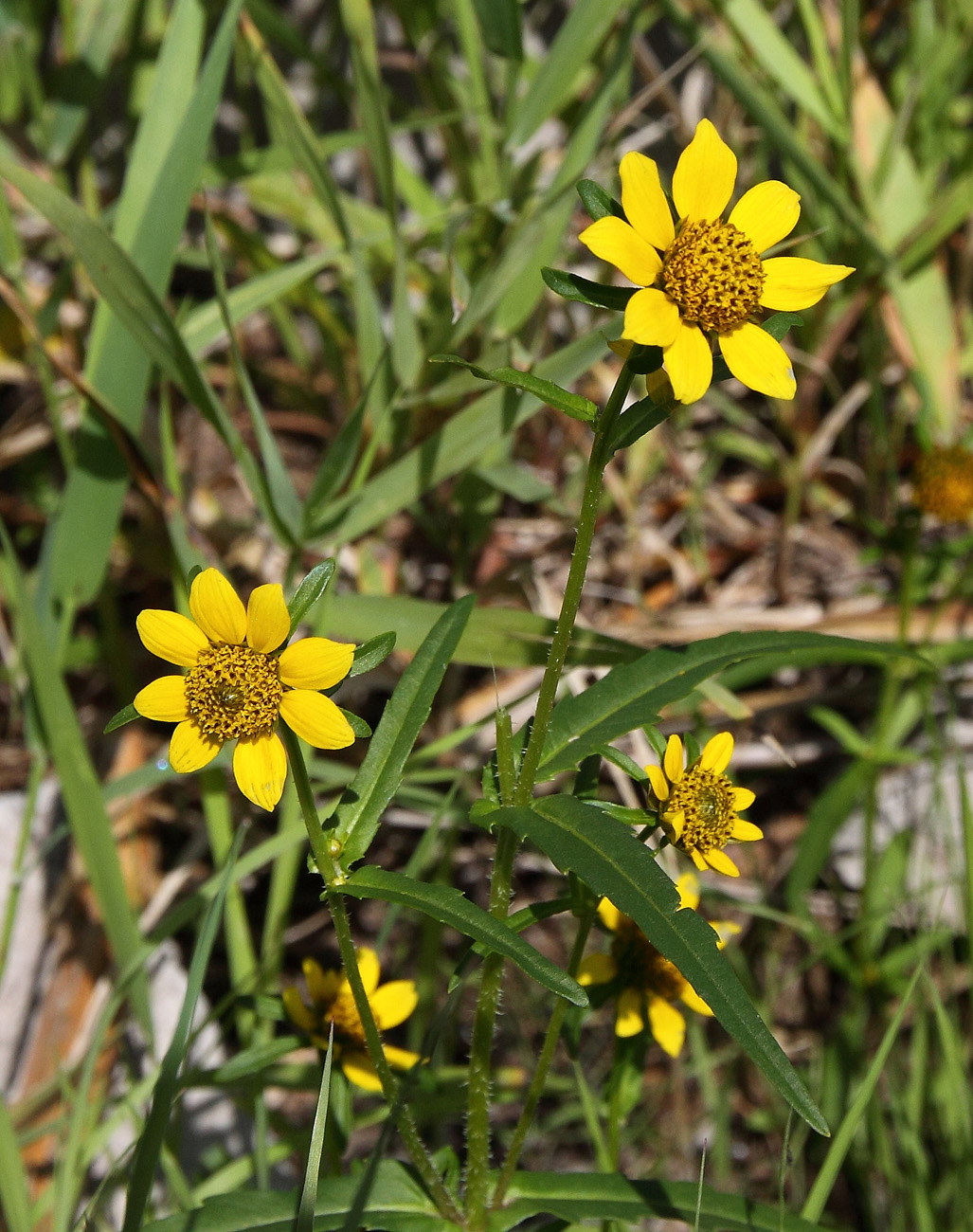 Image of Bidens cernua var. radiata specimen.