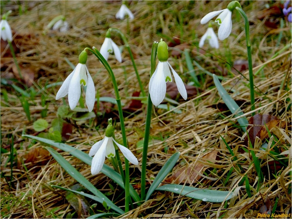 Изображение особи Galanthus nivalis.