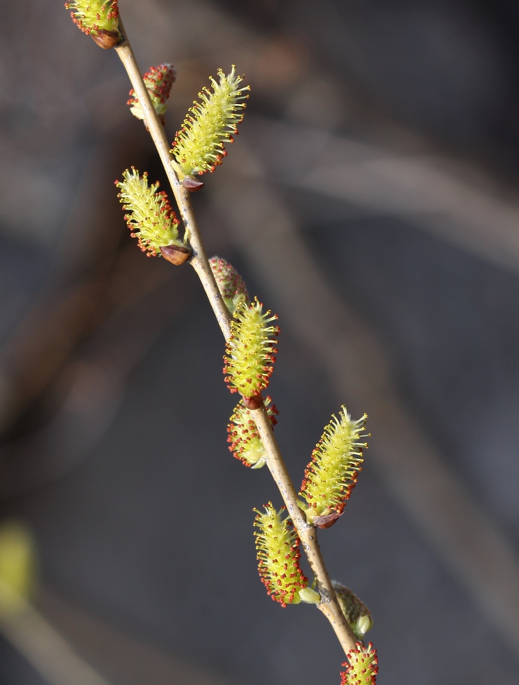 Image of Salix pierotii specimen.