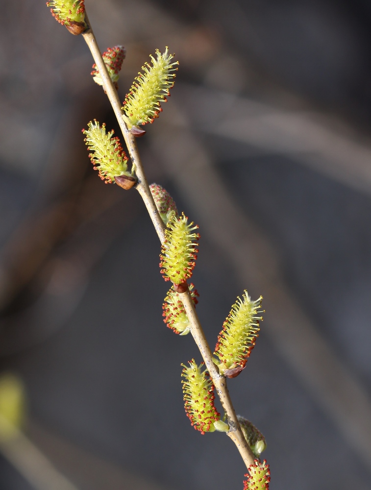 Изображение особи Salix pierotii.