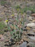 Conringia clavata. Цветущие и плодоносящие растения. Восточный Крым, г. Судак, сланцевые холмы западнее Уютного. 01.05.2017.