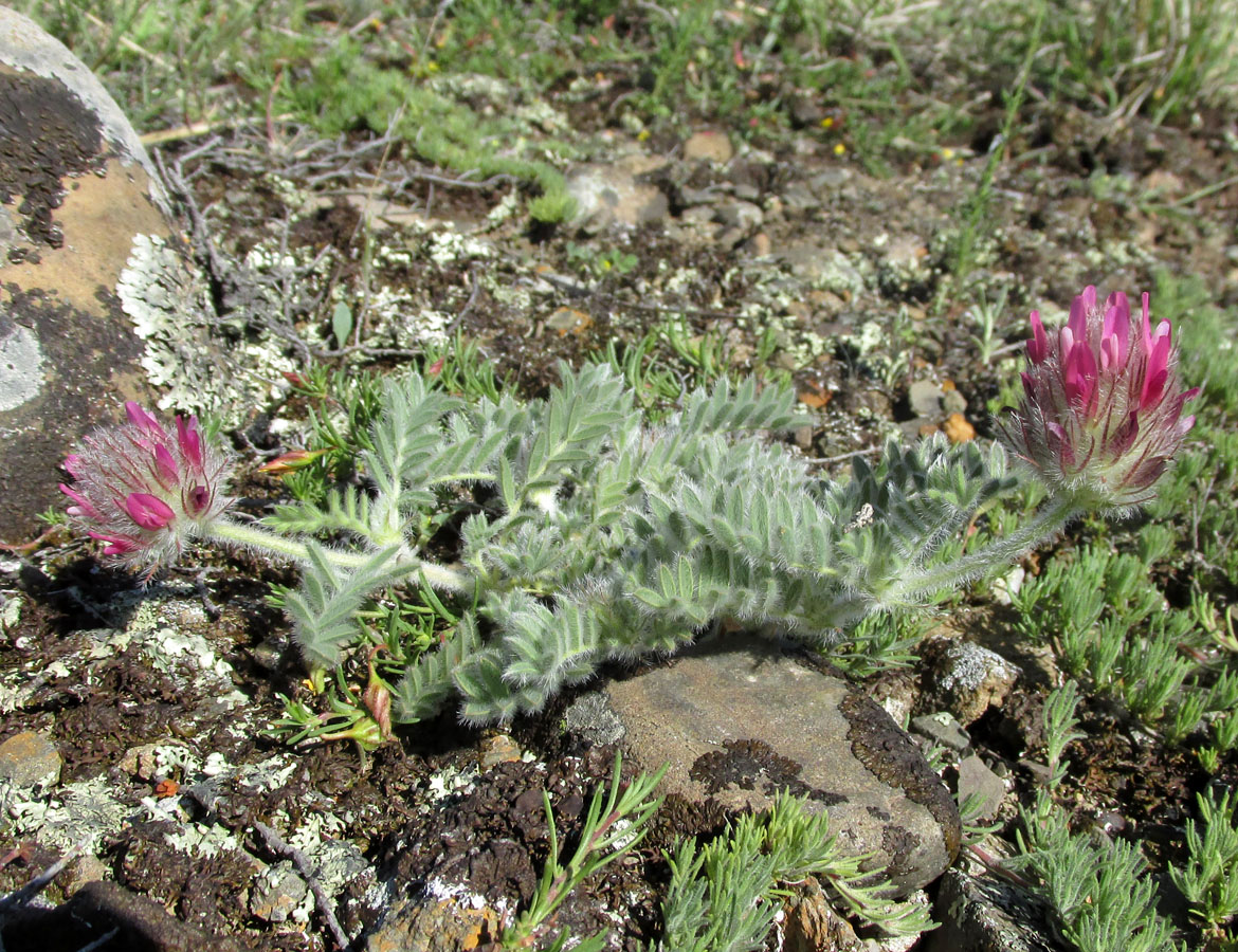 Изображение особи Astragalus setosulus.
