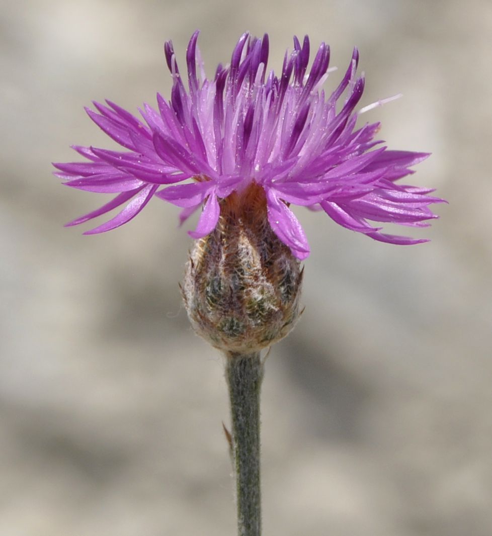 Изображение особи род Centaurea.