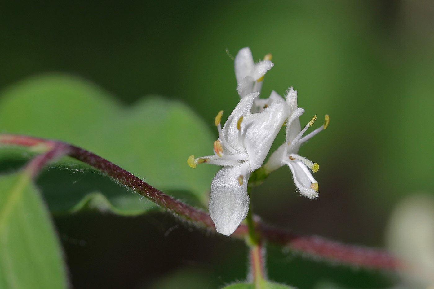 Изображение особи Lonicera xylosteum.