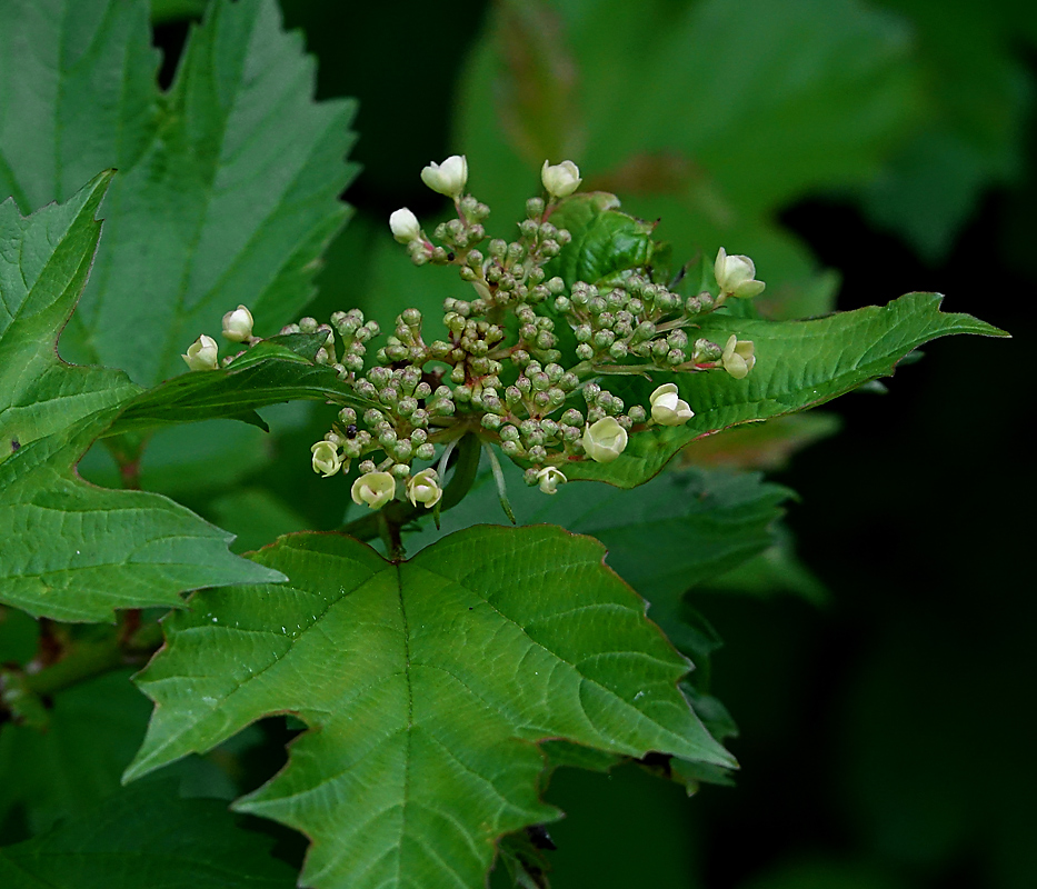 Image of Viburnum opulus specimen.