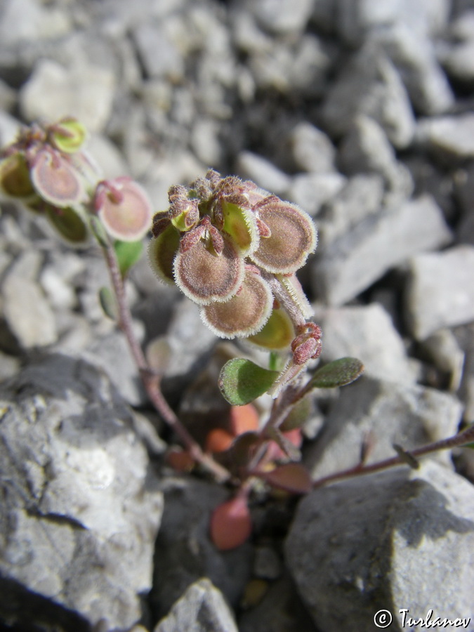 Image of Clypeola microcarpa specimen.