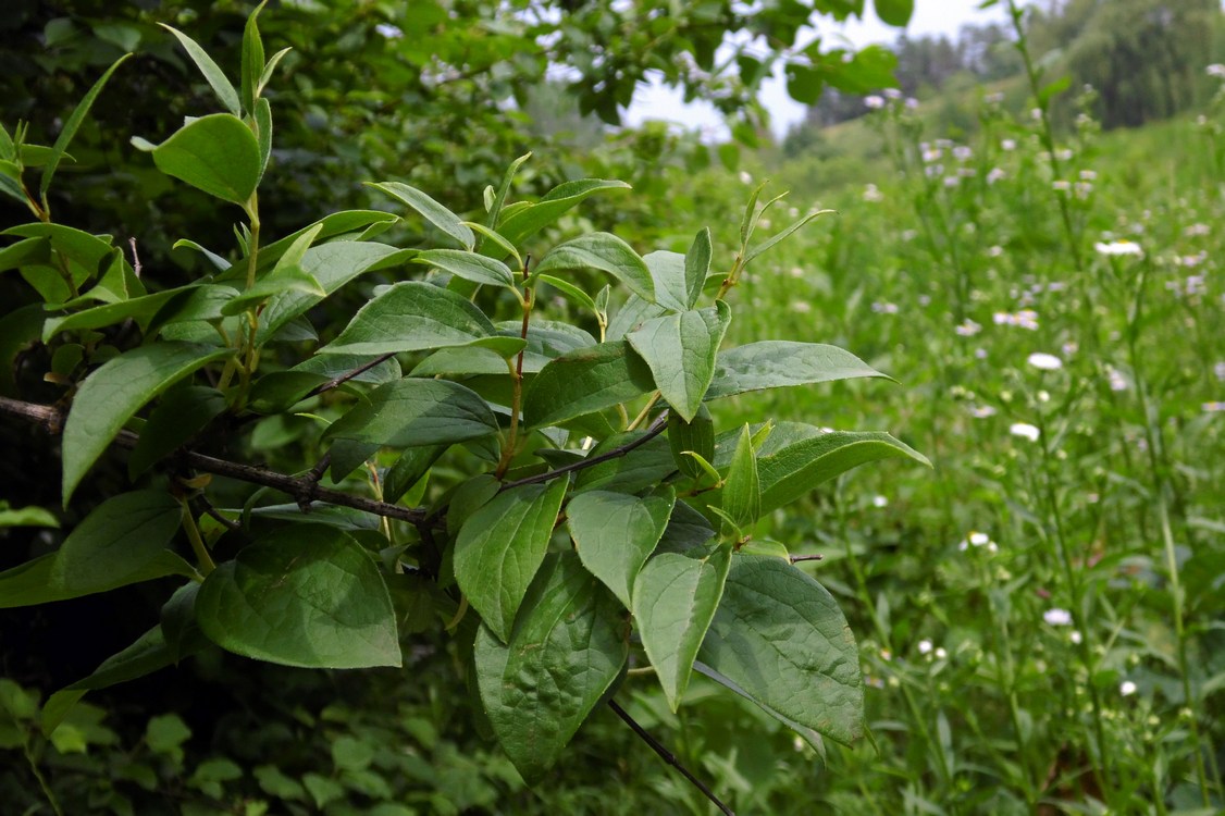 Изображение особи Philadelphus caucasicus.