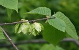 Ulmus glabra