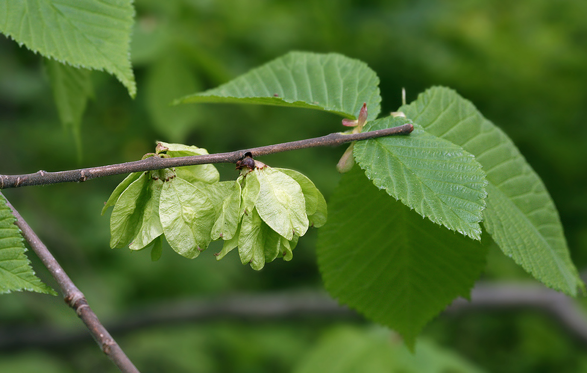 Изображение особи Ulmus glabra.