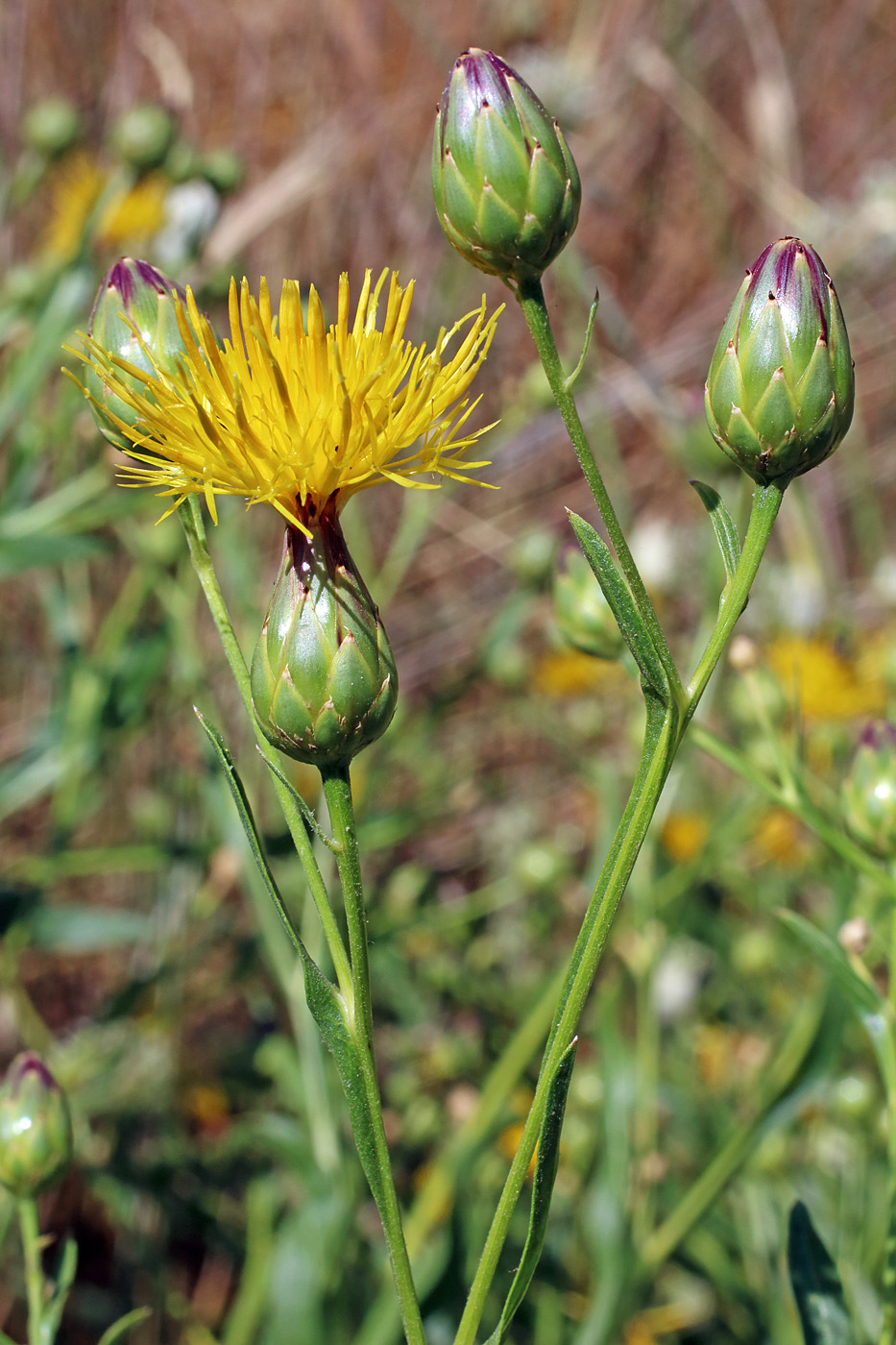 Image of Centaurea behen specimen.