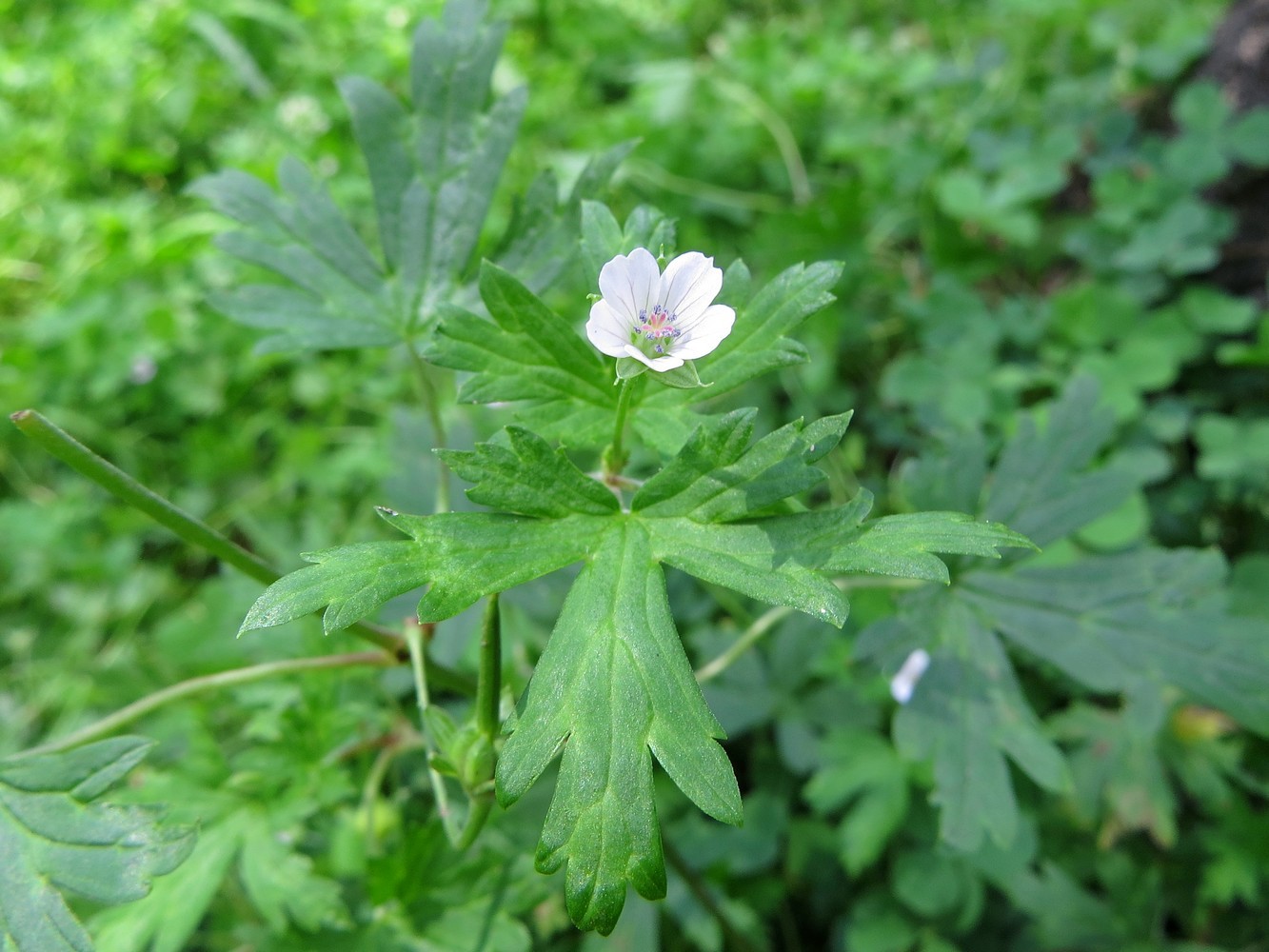 Image of Geranium sibiricum specimen.