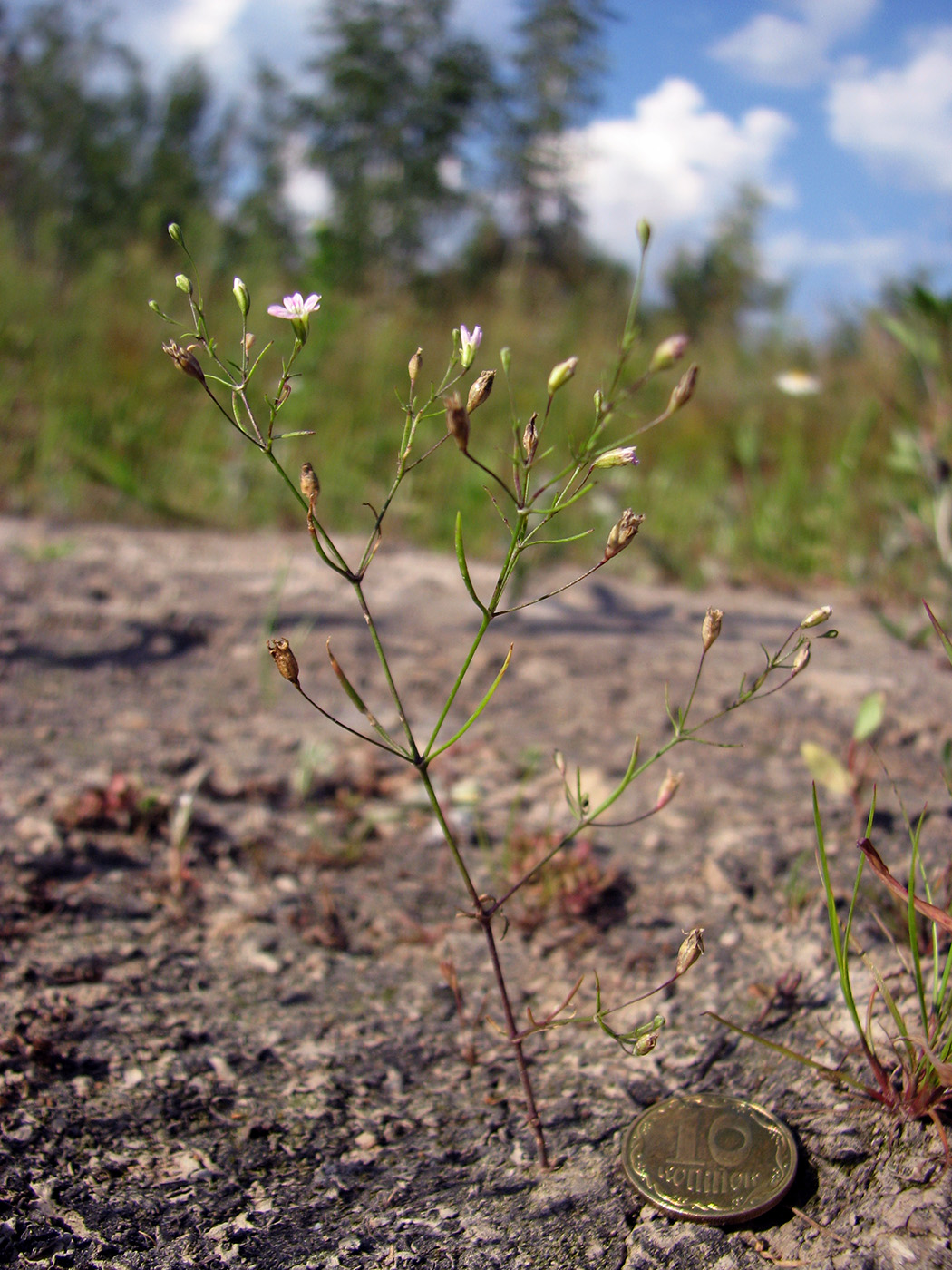 Изображение особи Psammophiliella muralis.