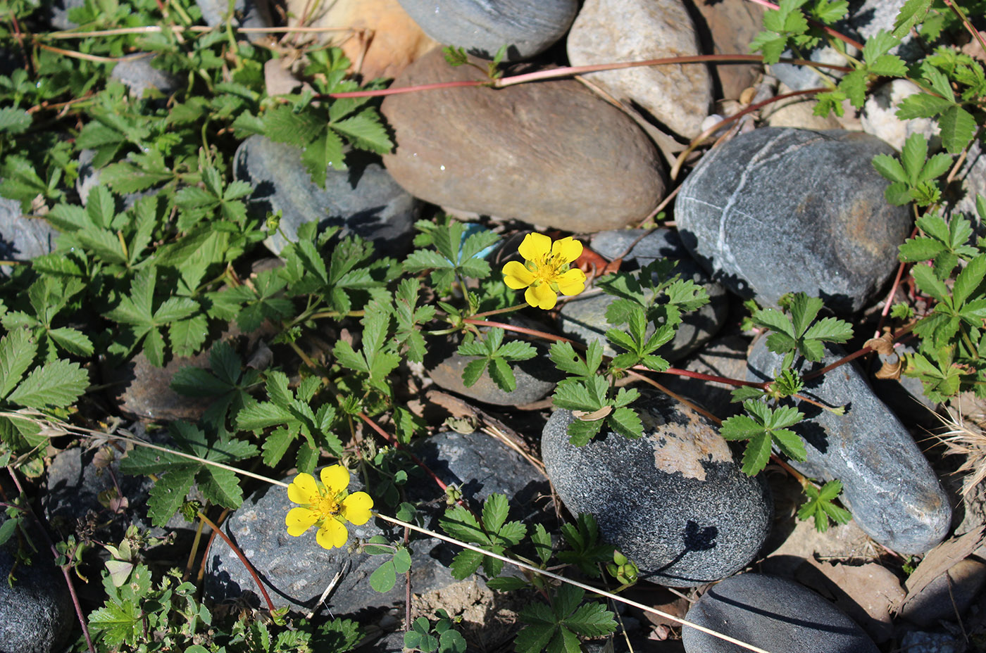 Image of Potentilla reptans specimen.