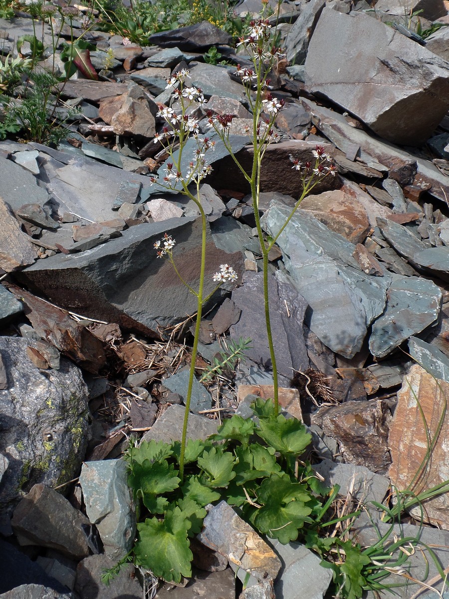 Image of Micranthes aestivalis specimen.