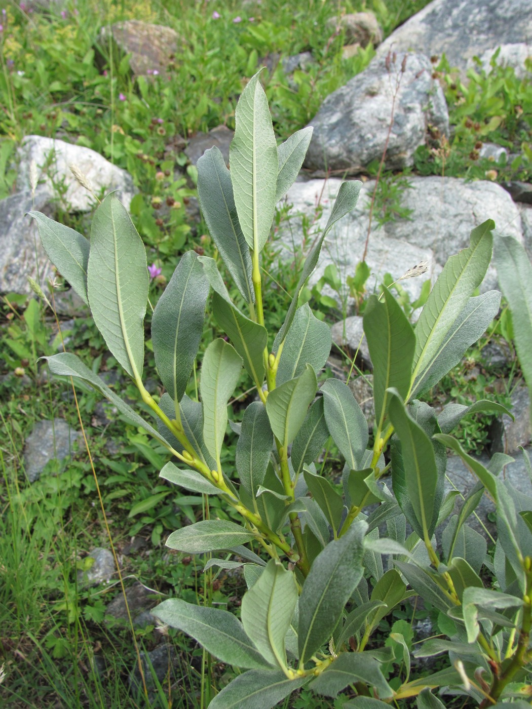 Изображение особи Salix pantosericea.