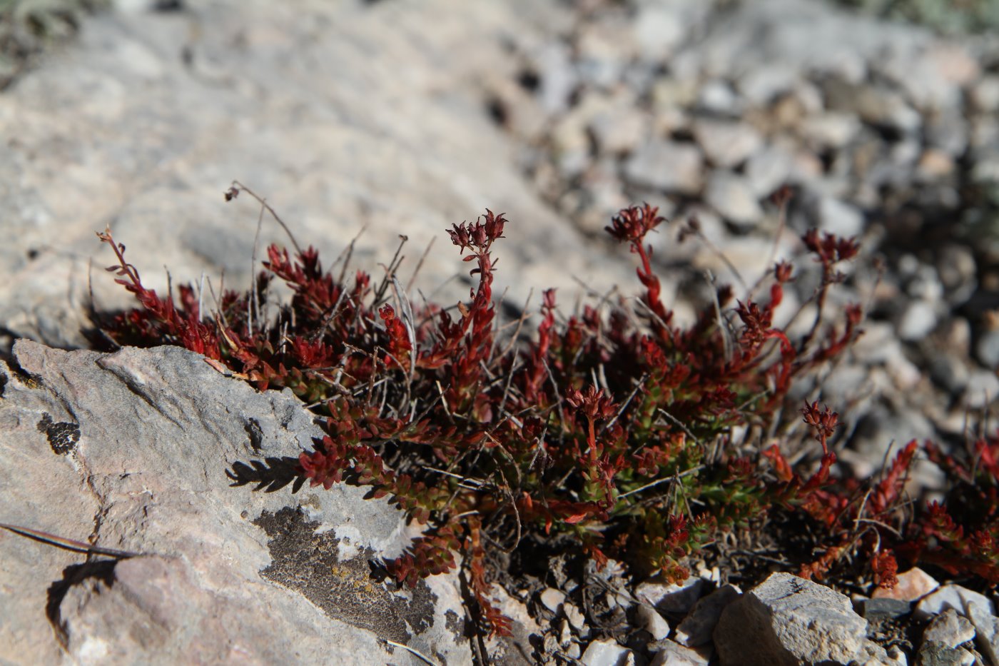 Изображение особи род Rhodiola.