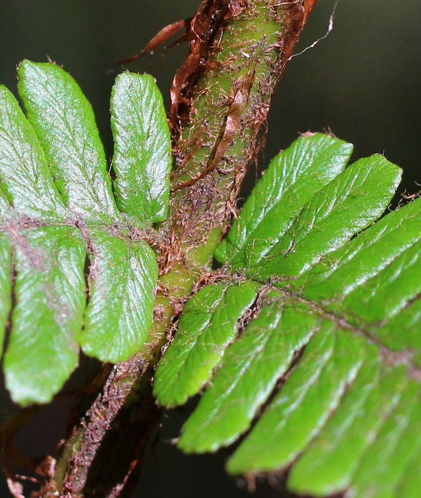 Image of Dryopteris crassirhizoma specimen.