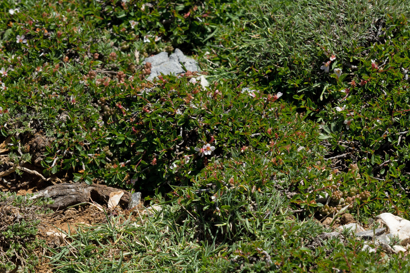 Image of Cerasus prostrata specimen.