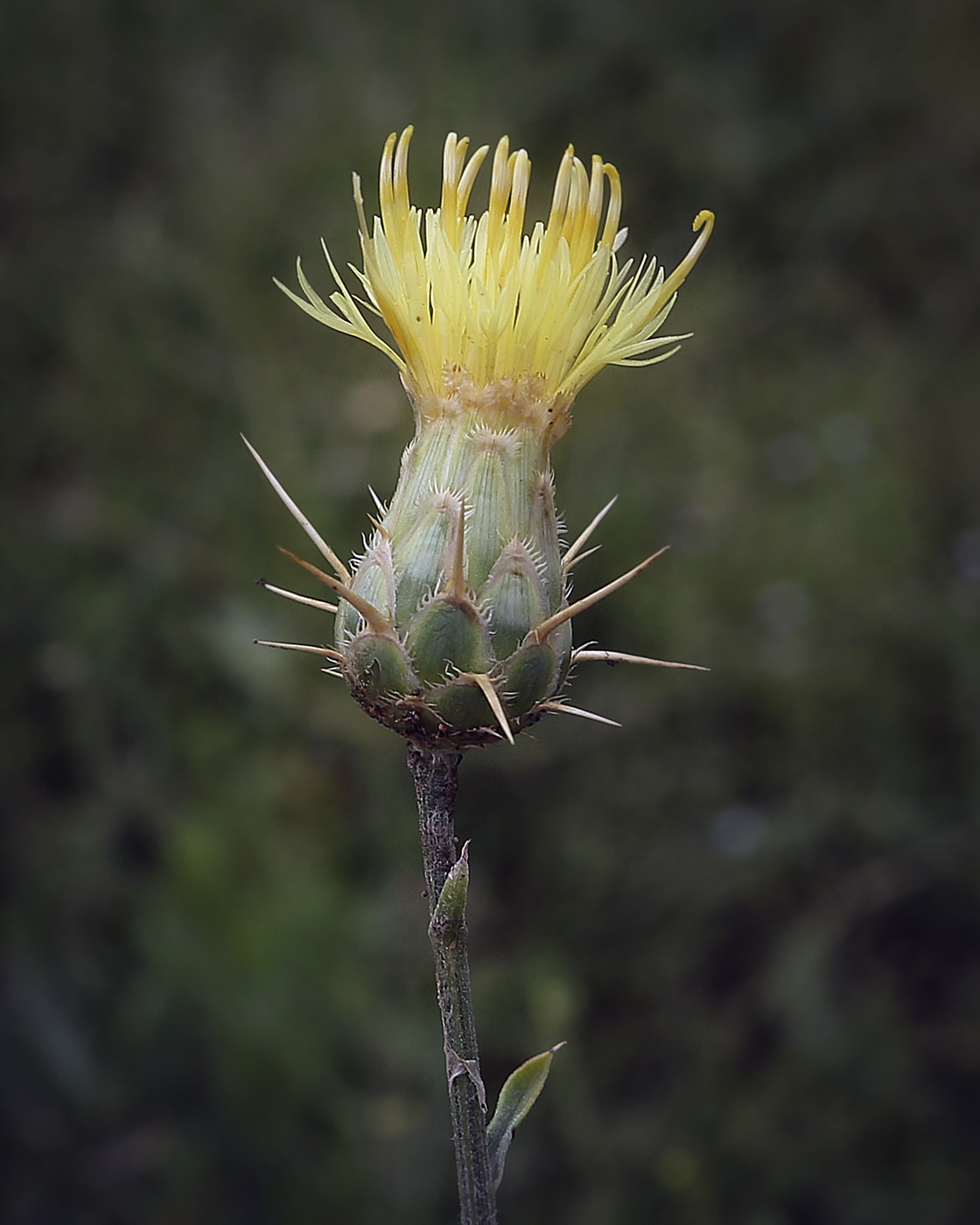 Image of Centaurea salonitana specimen.