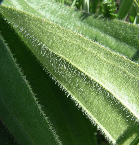 Изображение особи Plantago urvillei.