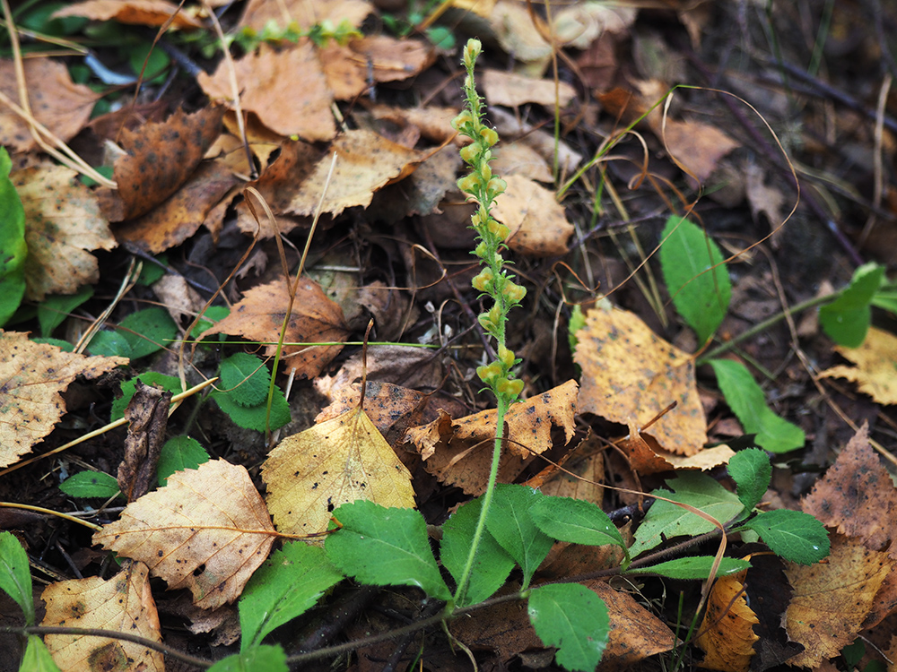 Image of Veronica officinalis specimen.