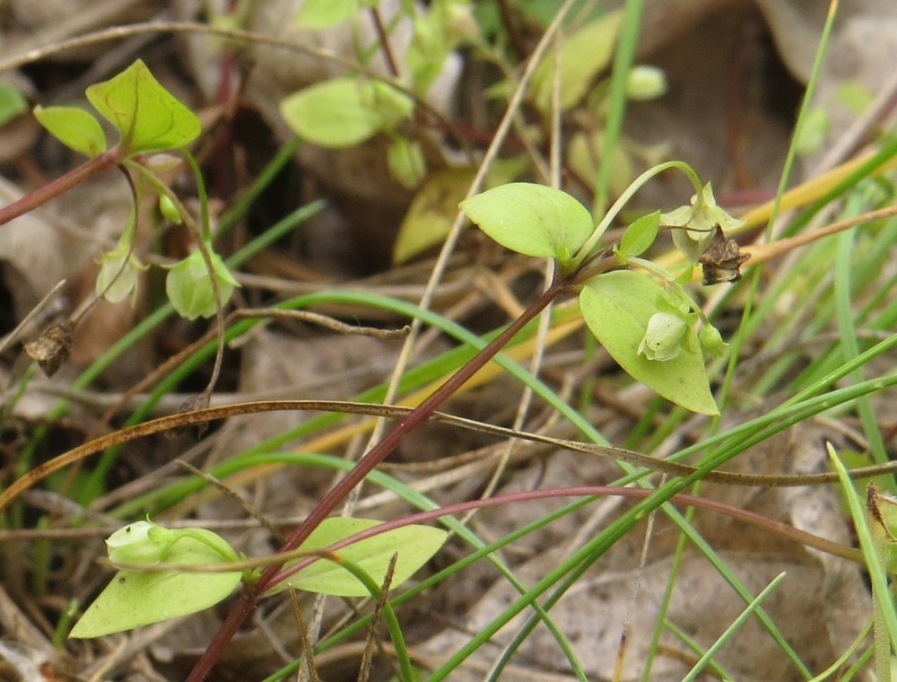 Изображение особи Anagallidium dichotomum.