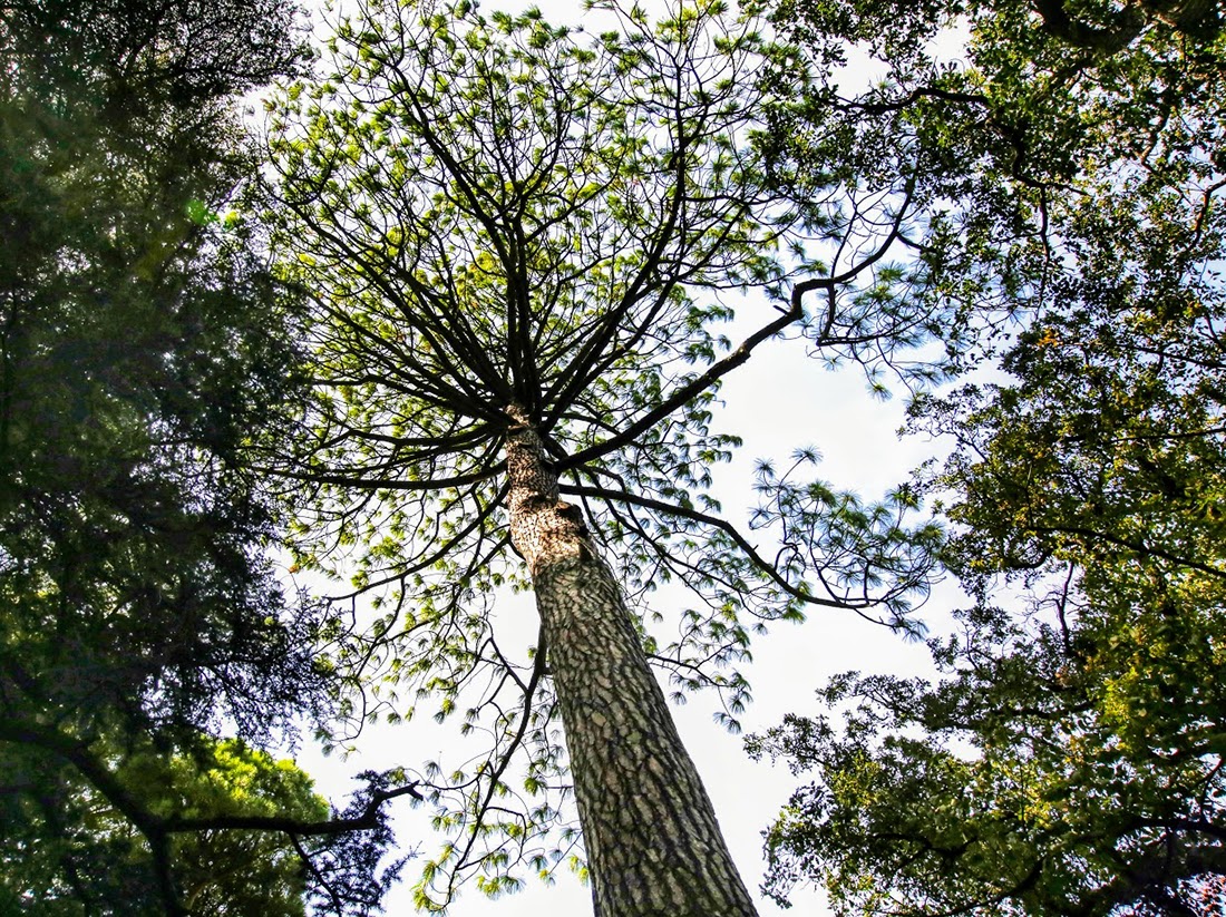 Image of Pinus montezumae specimen.