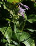 Hosta albomarginata. Соцветие и листья. Московская обл., Одинцовский р-н, г. Кубинка, цветник. 23.09.2017.