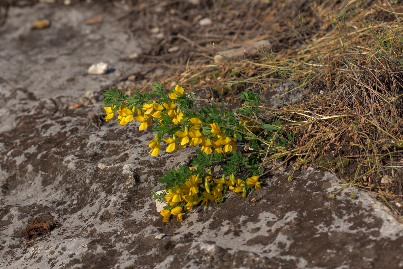 Изображение особи Chamaecytisus ruthenicus.