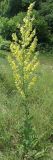 Verbascum lychnitis