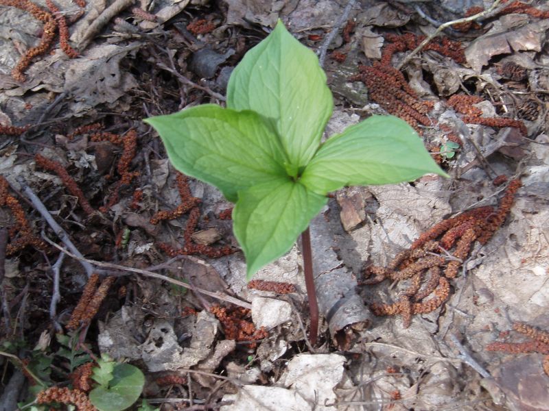 Изображение особи Paris quadrifolia.