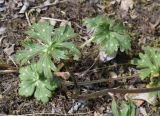 Aconitum ranunculoides. Прикорневые листья. Якутия (Саха), Нерюнгринский р-н, перед перевалом Тит, вдоль трассы АЯМ (501,5-502 км). 26.07.2016.