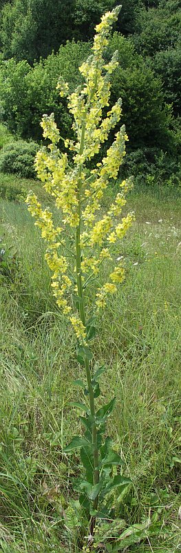 Изображение особи Verbascum lychnitis.