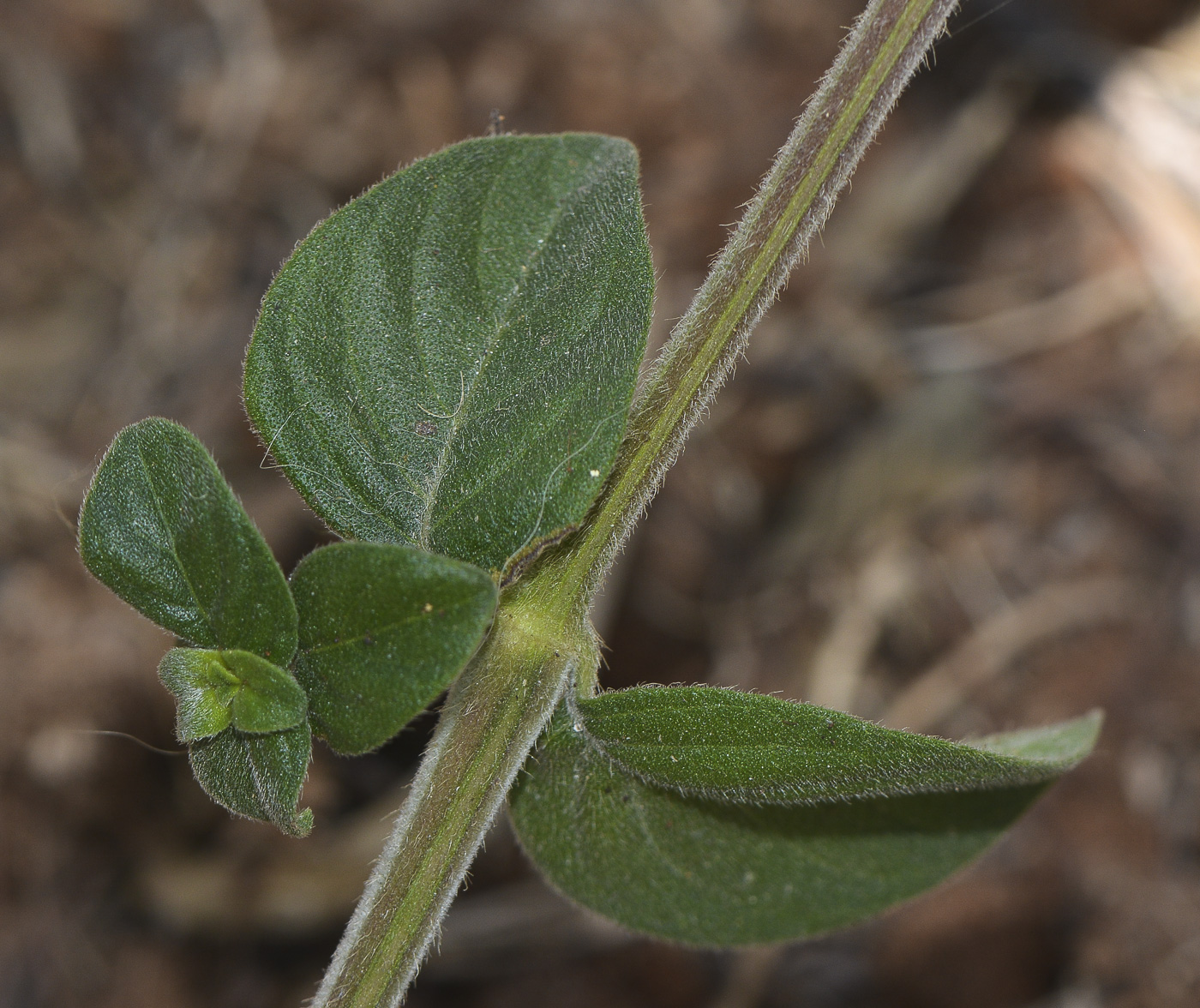 Image of Barleria obtusa specimen.