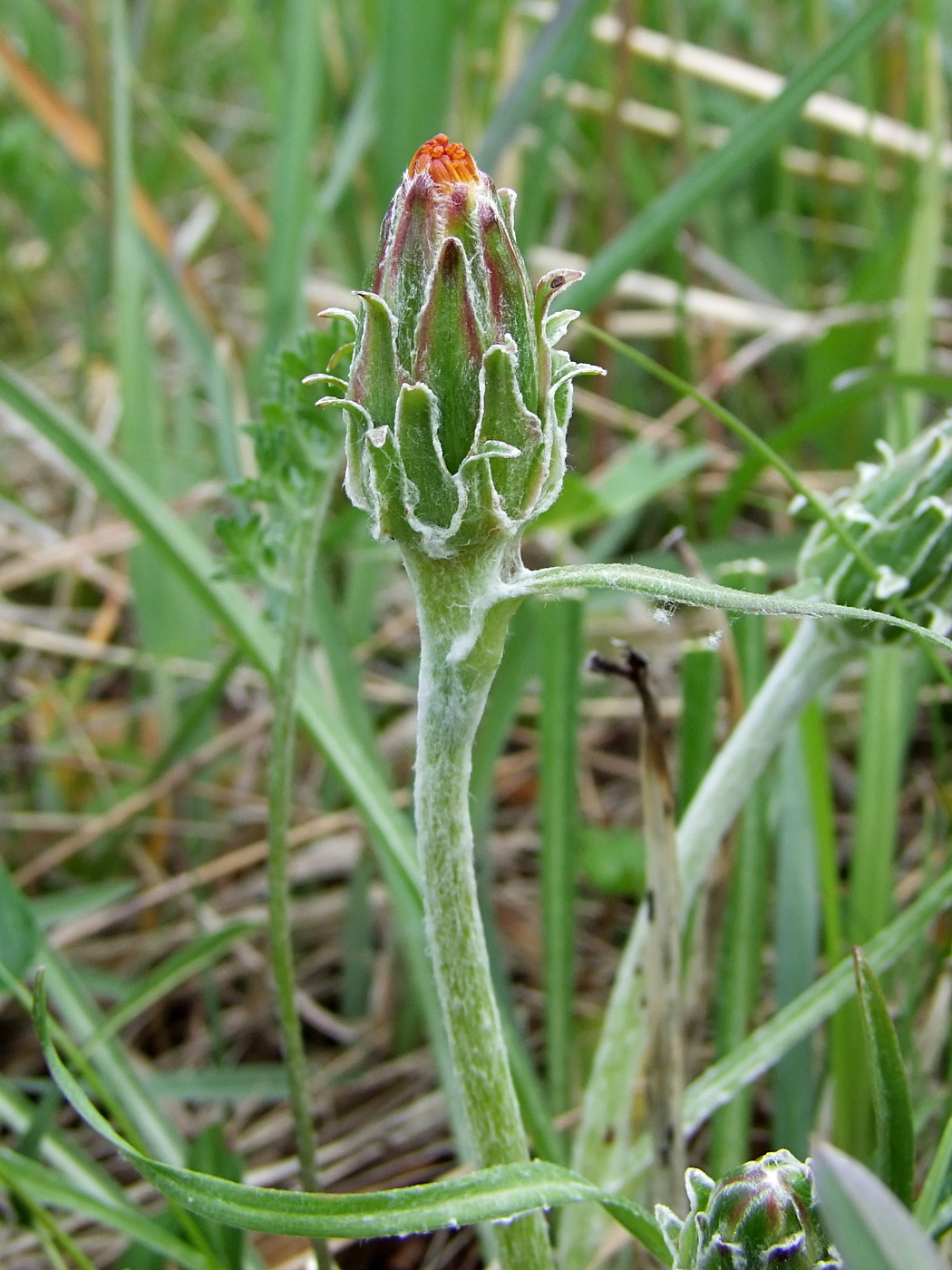 Изображение особи Scorzonera radiata.