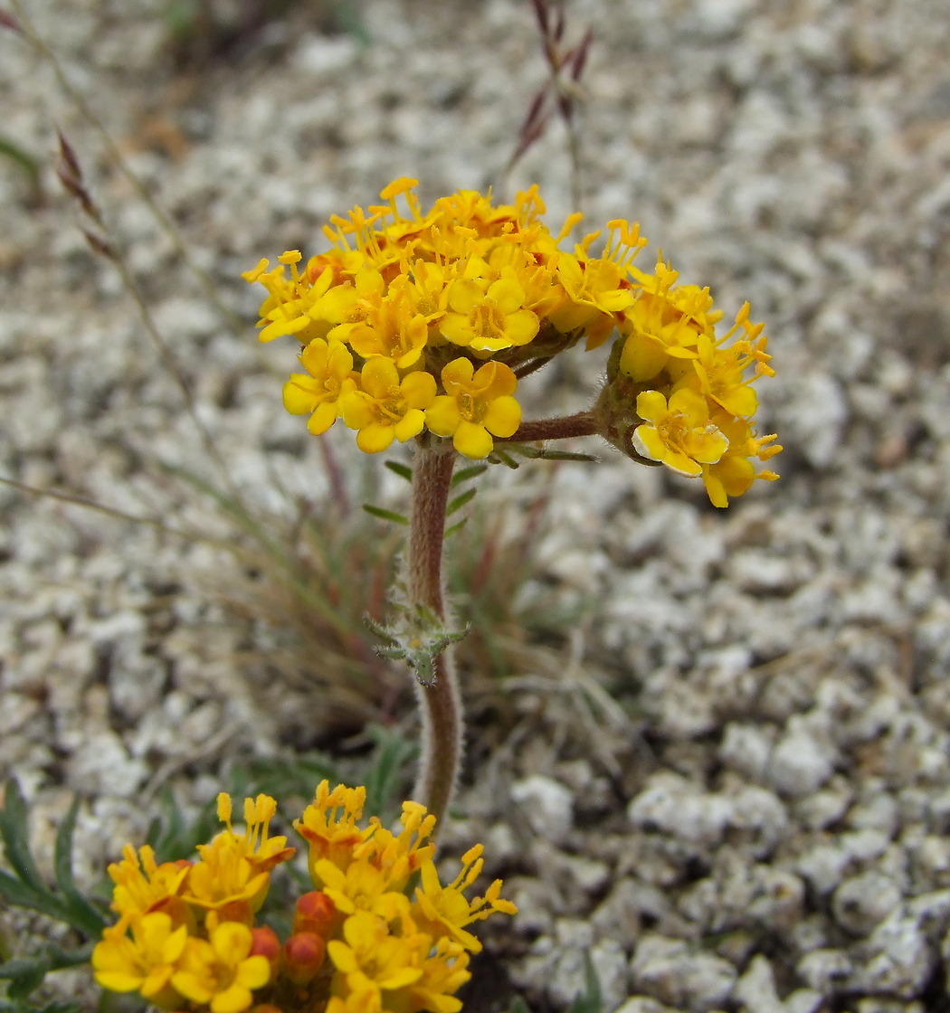 Image of Patrinia sibirica specimen.