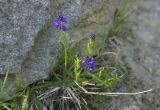 Polygala alpicola. Цветущее растение. Кабардино-Балкария, Приэльбрусье, гора Чегет, ≈ 2500 м н.у.м. 29.06.2008.