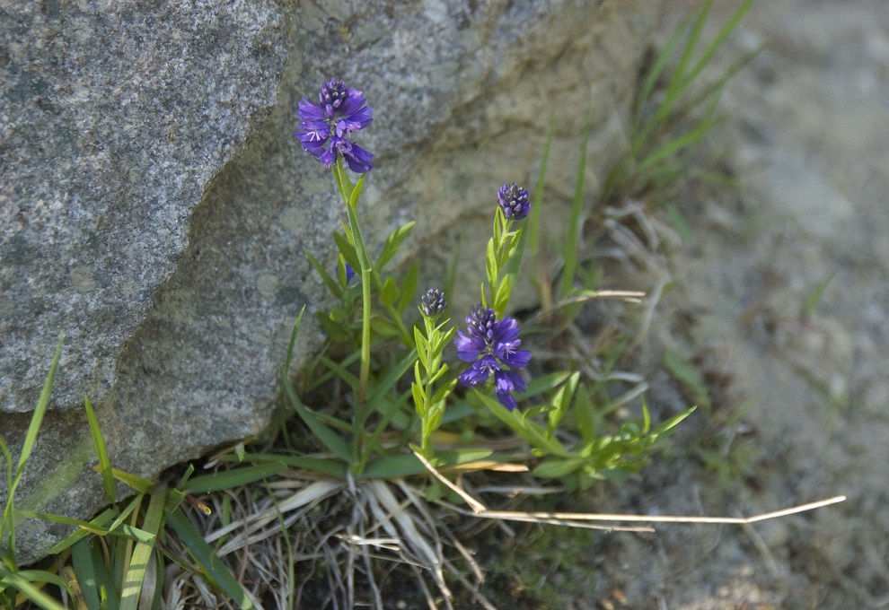 Image of Polygala alpicola specimen.