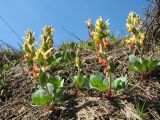 Corydalis ledebouriana Kar. et Kir. × Corydalis sewerzowii Regel