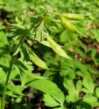 Corydalis solida. Верхняя часть побега с созревающими плодами. Чувашия, г. Шумерля, городской парк. 24 апреля 2008 г.