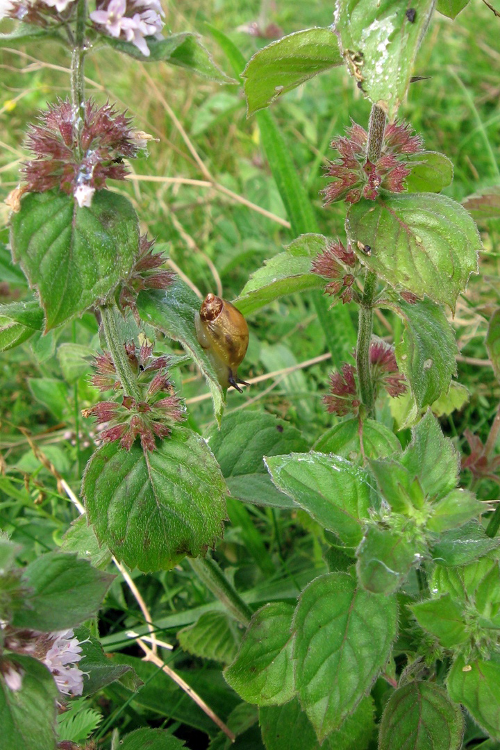 Изображение особи Mentha &times; verticillata.